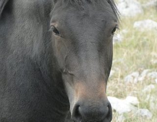 wilde paarden in het Velebit gebergte met kinderen