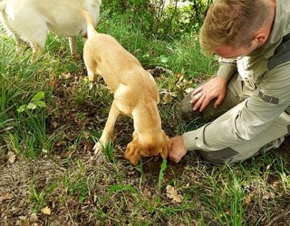 Zoek truffels samen met de honden