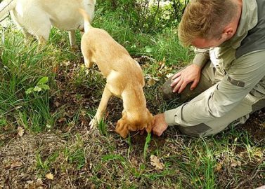 Zoek truffels samen met de honden