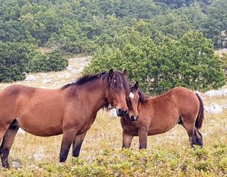 wilde paarden in het Velebit gebergte met kinderen