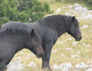 wilde paarden in het Velebit gebergte met kinderen