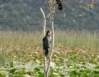 Vogels spottena aan meer van Skadar