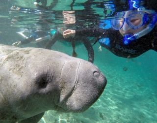 Zwem tussen de zeekoeien