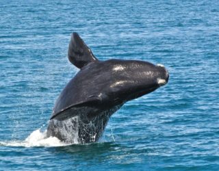 Spot walvissen van dichtbij