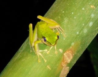 kikker spotten tijdens de nachtsafari