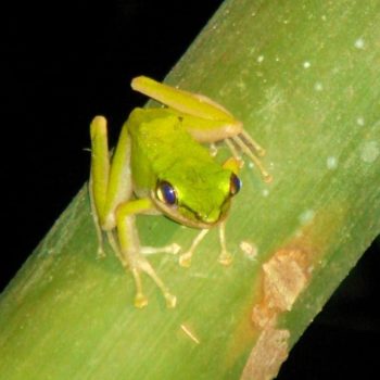 kikker spotten tijdens de nachtsafari