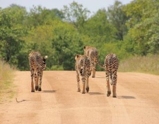 De echte safari kan beginnen, wilde dieren