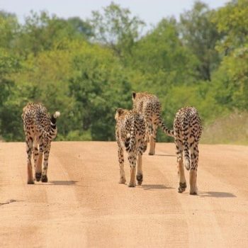 De echte safari kan beginnen, wilde dieren