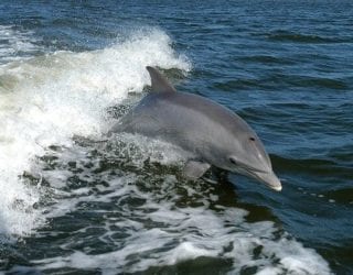 Race op zee met de dolfijnen