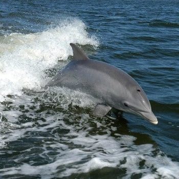 Race op zee met de dolfijnen