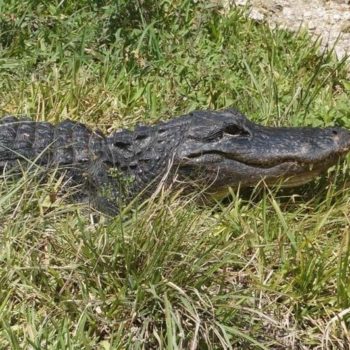 de alligators van de Everglades