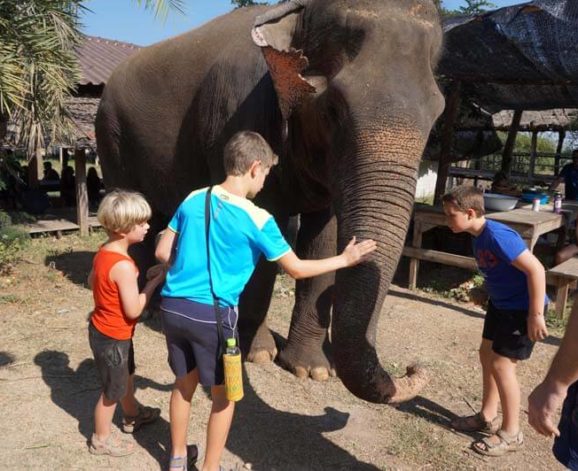 ontmoeting met de olifanten