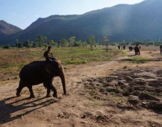 baby olifant