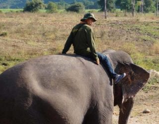 op een olifant zitten