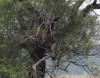 wilde dieren in Pilanesberg