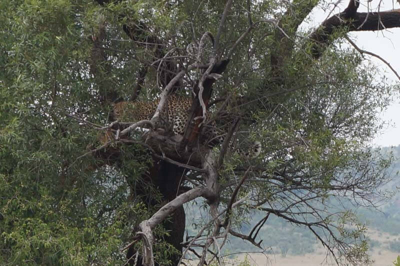 wilde dieren in Pilanesberg