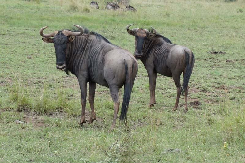 wilde dieren in Pilanesberg