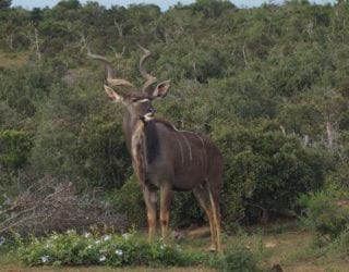 wilde dieren in Pilanesberg