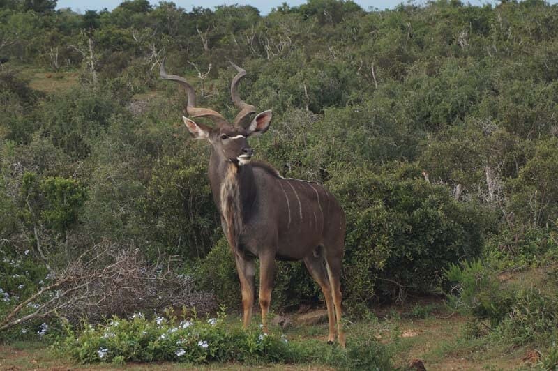 wilde dieren in Pilanesberg