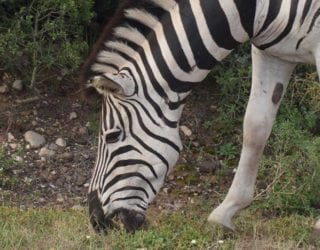 wilde dieren in Pilanesberg: zebra