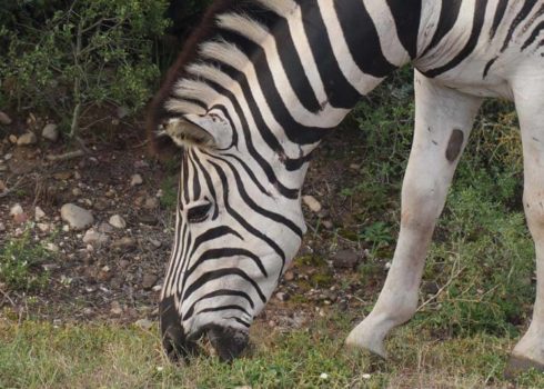 wilde dieren in Pilanesberg: zebra