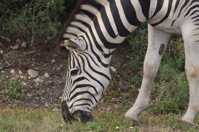 wilde dieren in Pilanesberg