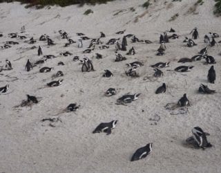 pinguïns op Boulders Beach