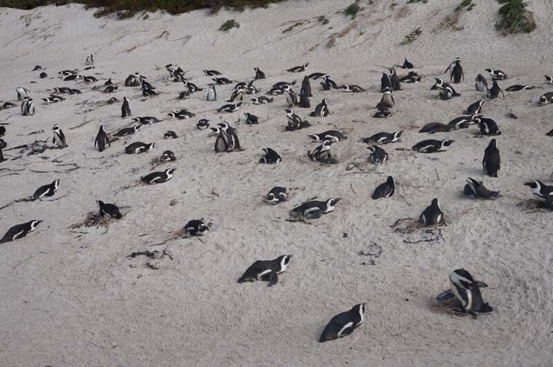 pinguïns op Boulders Beach