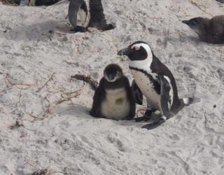 pinguïns op Boulders Beach