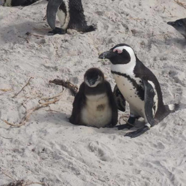 pinguïns op Boulders Beach