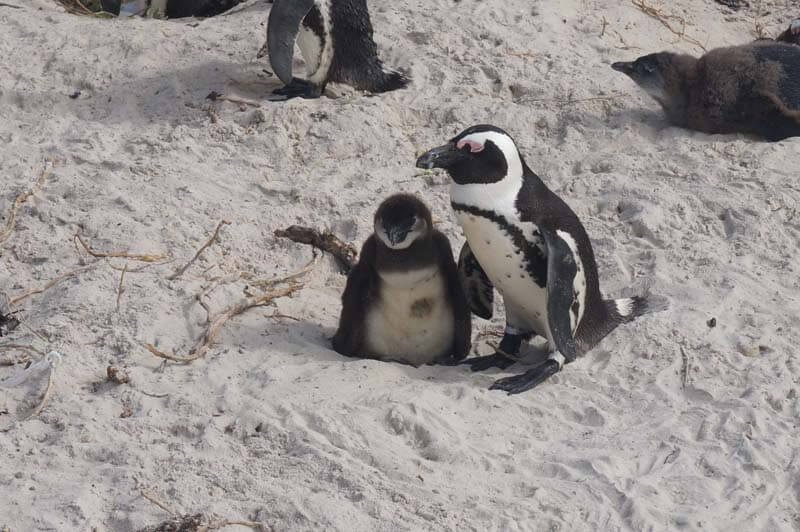 pinguïns op Boulders Beach