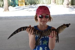 Krokodillen in de Everglades