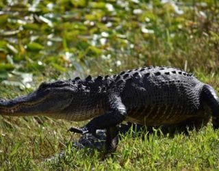 Zoeven over moerassen in de Everglades