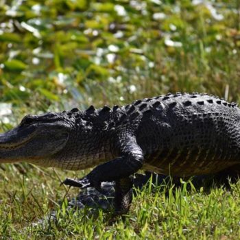 Zoeven over moerassen in de Everglades