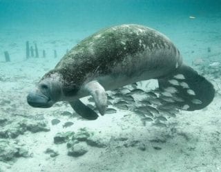 Zwem tussen de zeekoeien