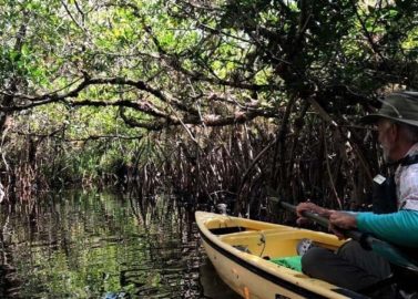 Met de kajak tussen de alligators van de Everglades