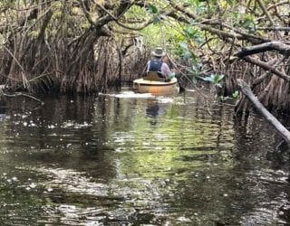 Met de kajak tussen de alligators van de Everglades