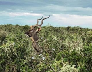 Addo Elephants Park 