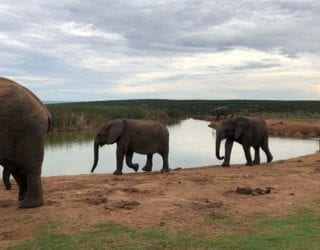 Spot de kuddes olifanten