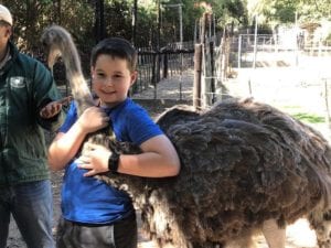 struisvogelboerderij: knuffelen met een struisvogel