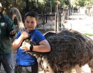 struisvogelboerderij: knuffelen met een struisvogel