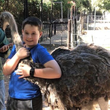 struisvogelboerderij: knuffelen met een struisvogel