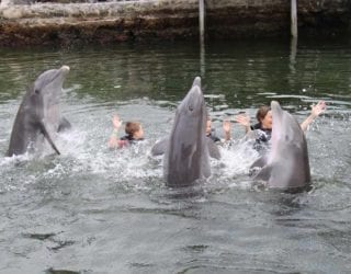 Zwemmen met de dolfijnen