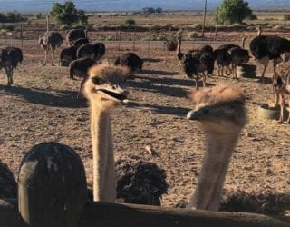 Logeren op de struisvogelboerderij