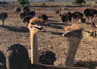 Logeren op de struisvogelboerderij