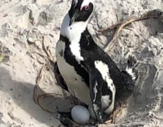 pinguïns op Boulders Beach