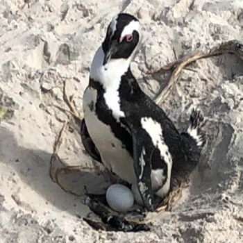 pinguïns op Boulders Beach