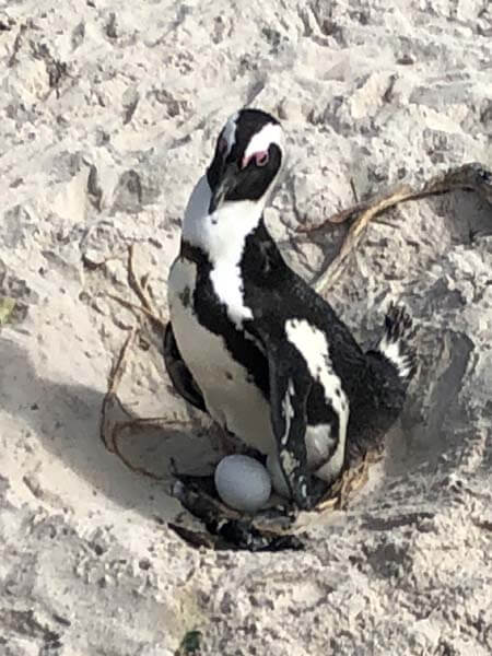 pinguïns op Boulders Beach