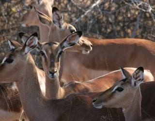 wilde dieren op safari