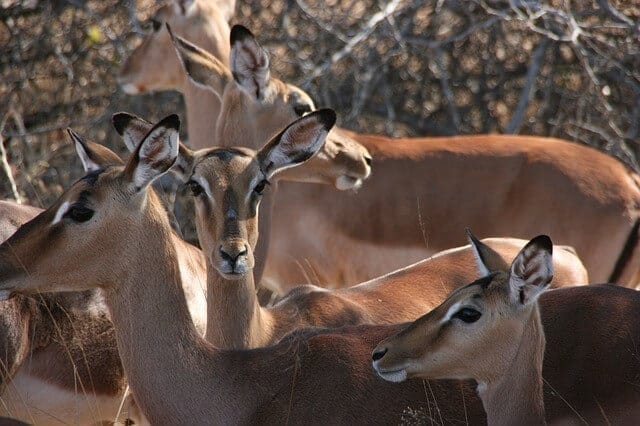 wilde dieren op safari